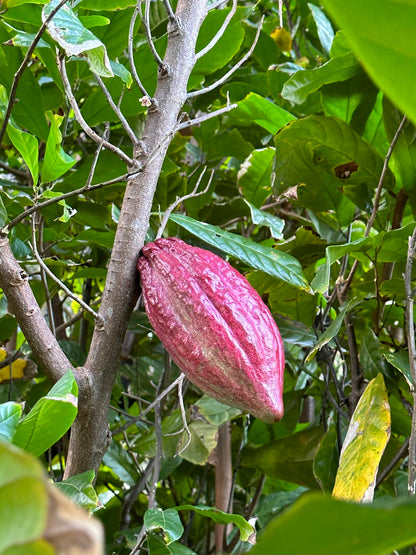 Theobroma Cacao - Forastero