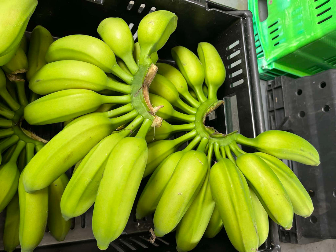 Banana - Mona Lisa (cold-tolerant) Dessert Banana flyingdragonnursery