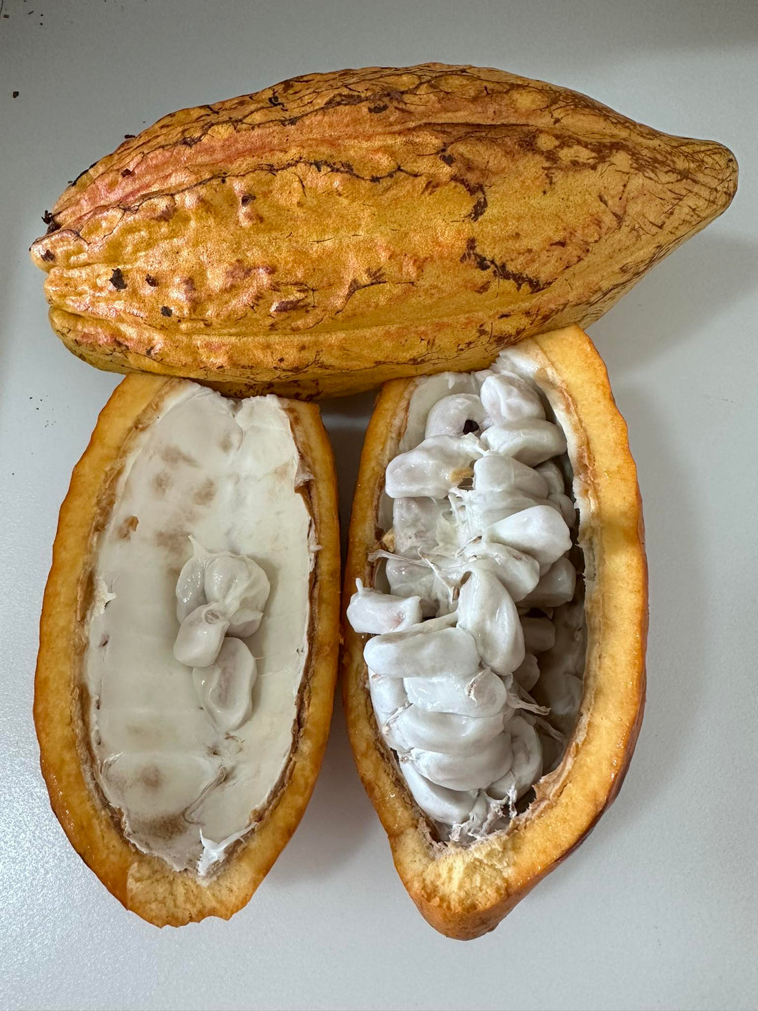 Theobroma Cacao - Forastero flyingdragonnursery