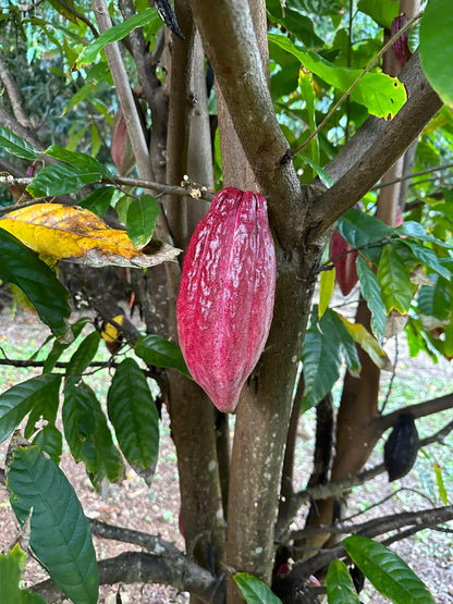 Theobroma Cacao - Forastero