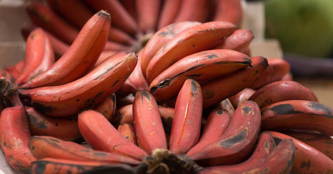 Banana - Red Dacca - flyingdragonnursery