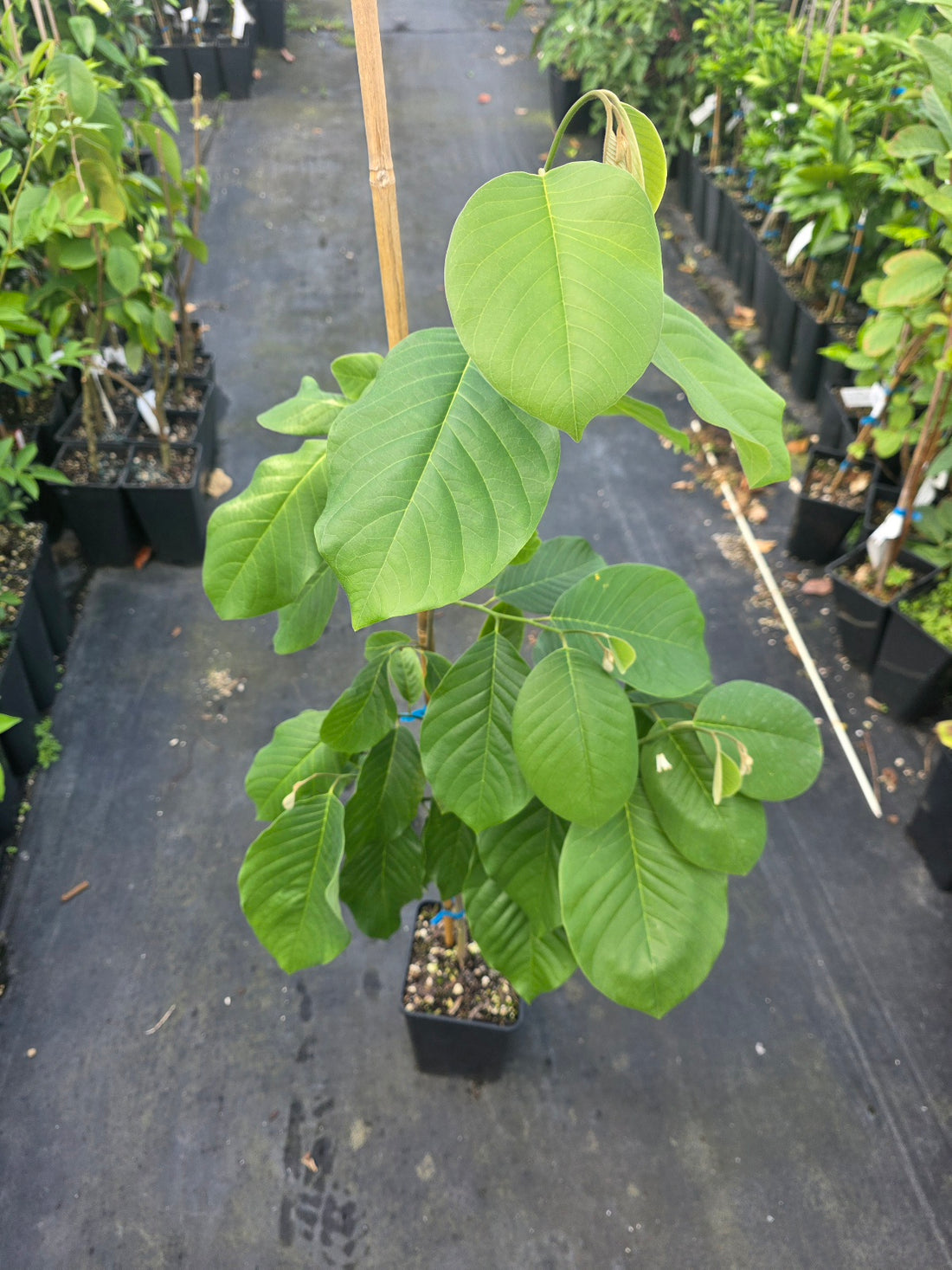 Cherimoya - Rex - Grafted