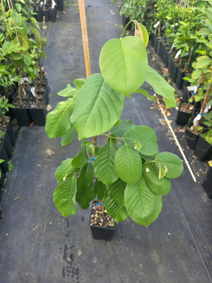 Cherimoya - Rex - Grafted