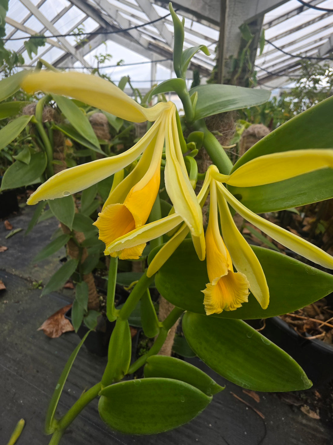 Vanilla Planifolia Plant