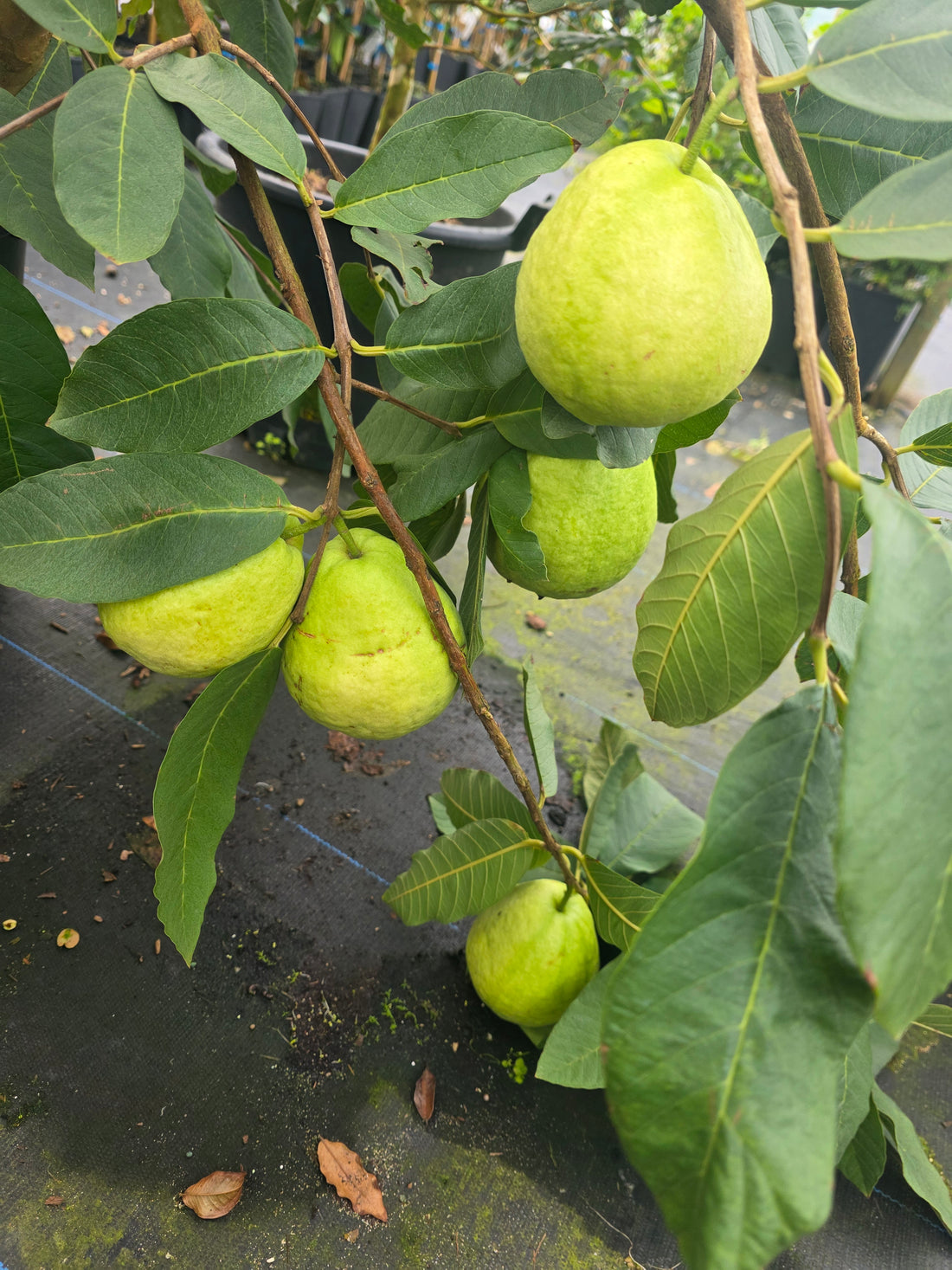 Guava - Vietnamese Giant Seedling