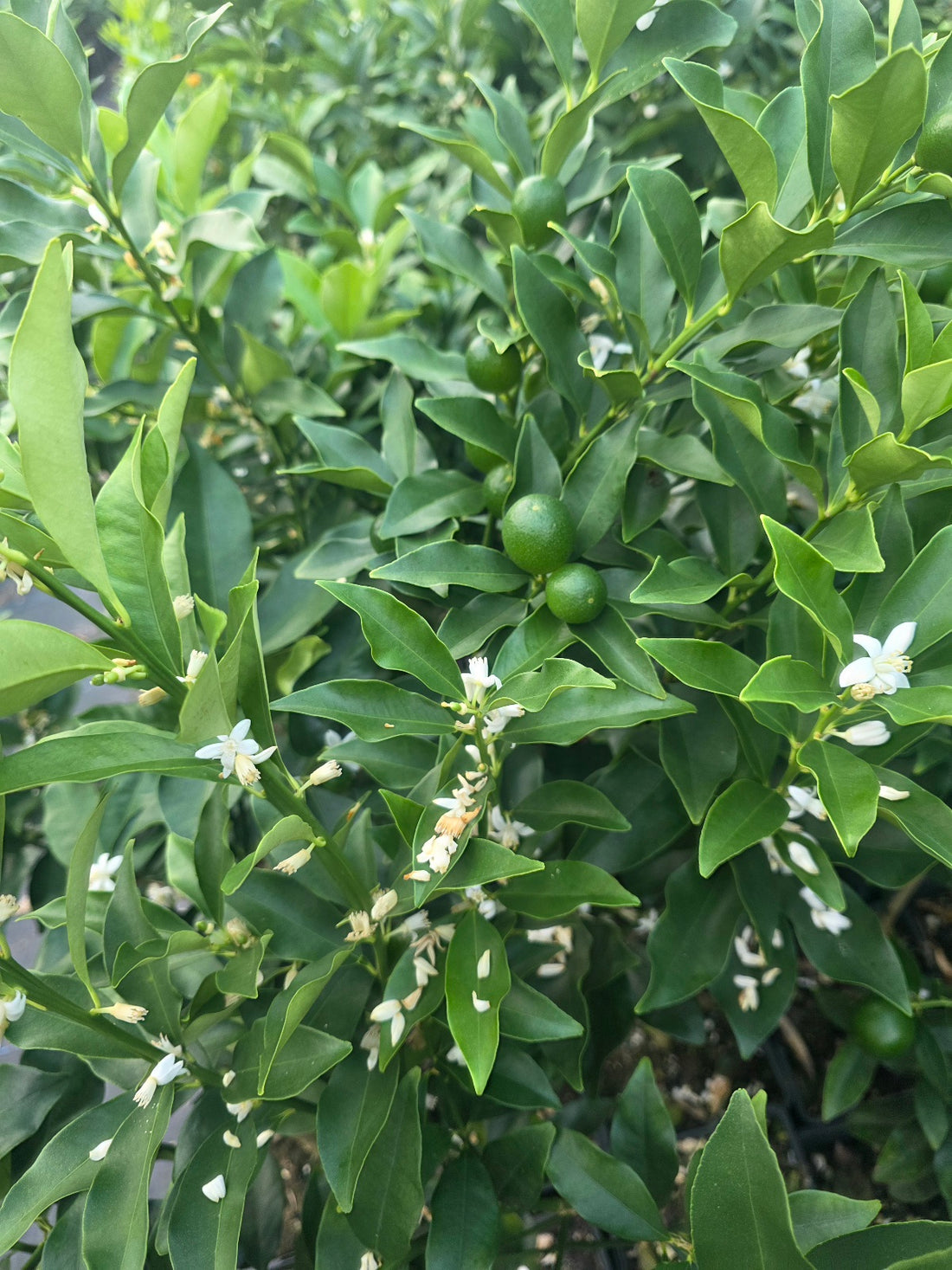 Kumquat - Meiwa flyingdragonnursery