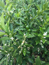 Kumquat - Meiwa flyingdragonnursery