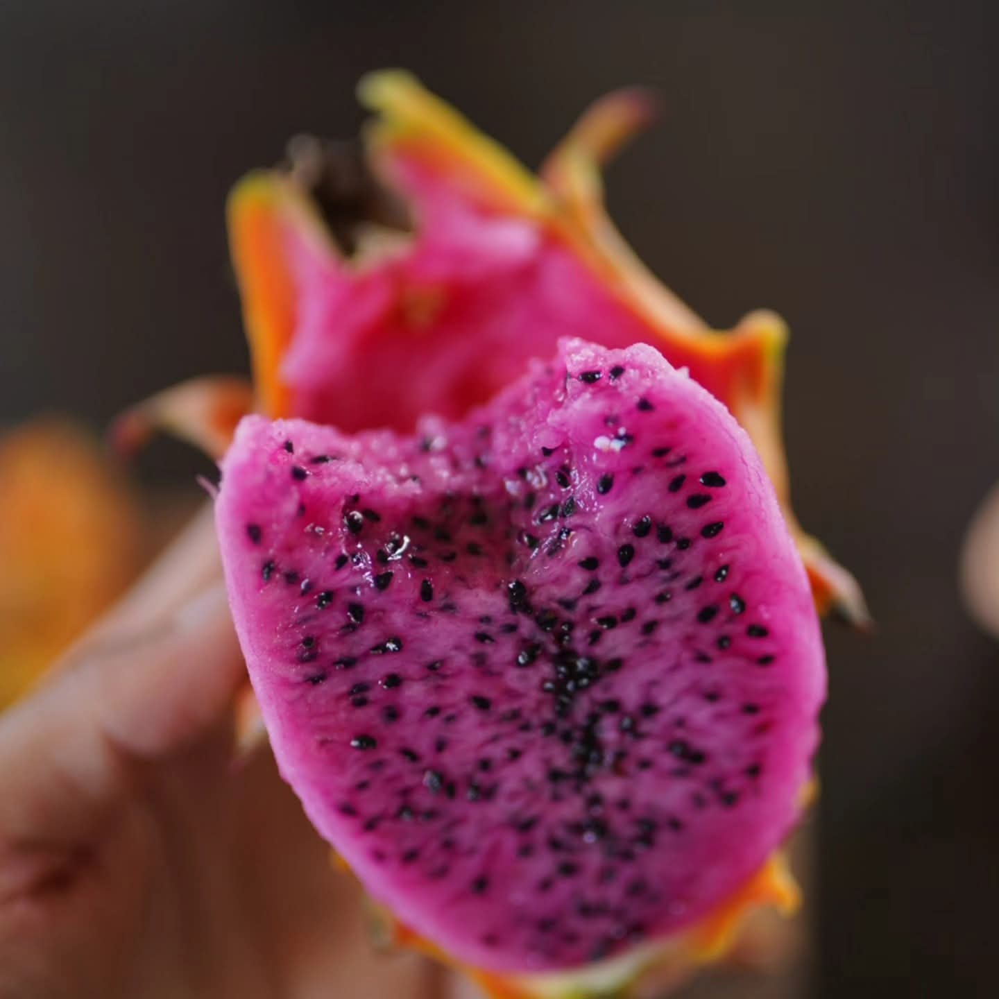 Dragonfruit - Frankie’s Red (Orange Dwarf)