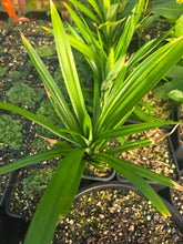 Pandan plant flyingdragonnursery