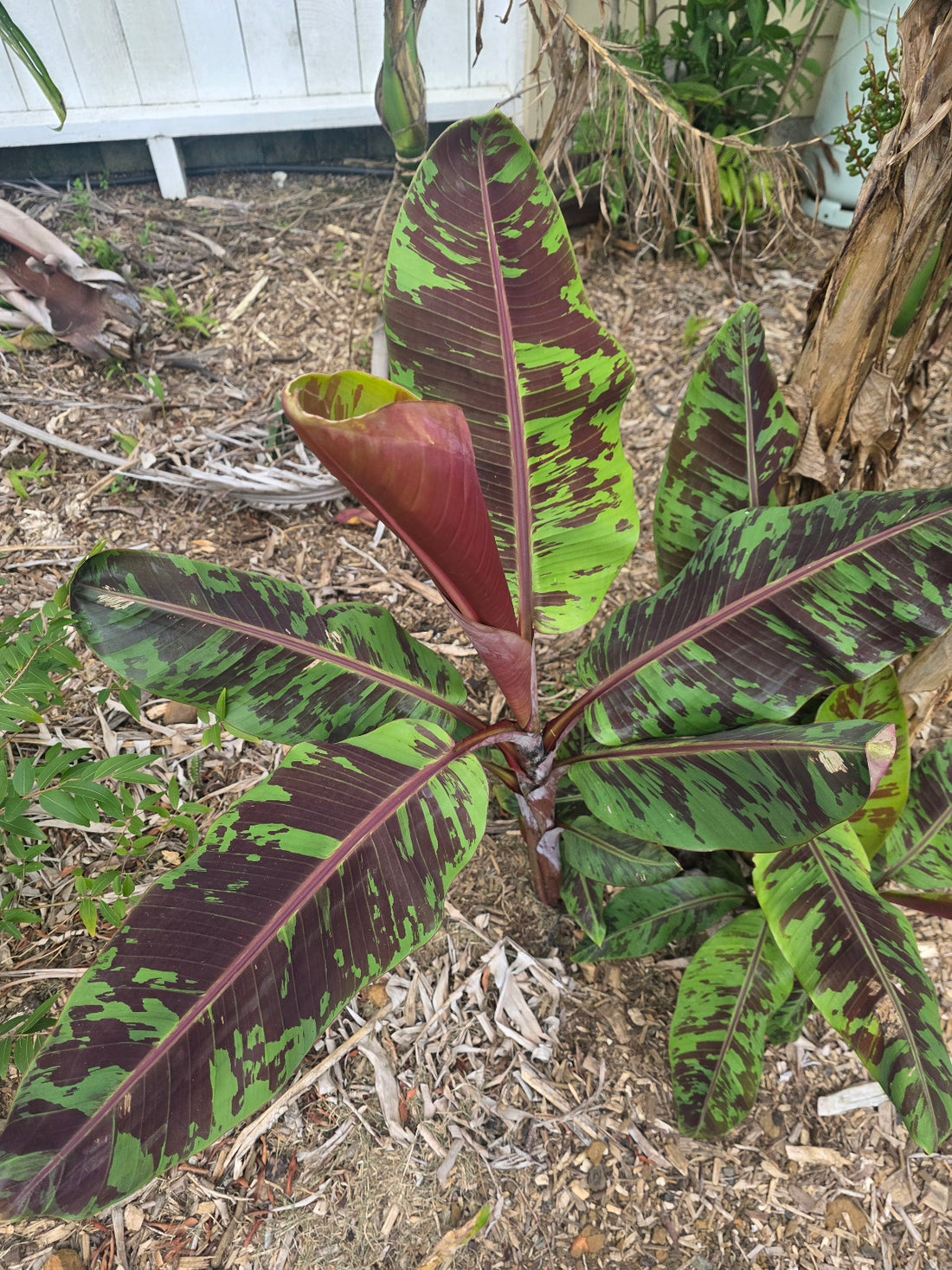Banana - Blood Banana (Musa acuminata var. zebrina) flyingdragonnursery
