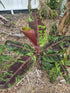 Banana - Blood Banana (Musa acuminata var. zebrina) flyingdragonnursery