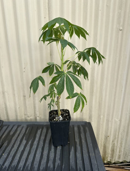 Yuca, Cassava flyingdragonnursery
