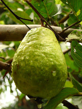 Guava - Vietnamese Giant Seedling flyingdragonnursery