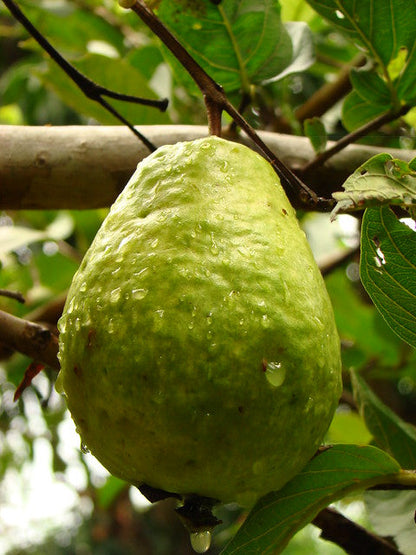 Guava - Vietnamese Giant Seedling flyingdragonnursery