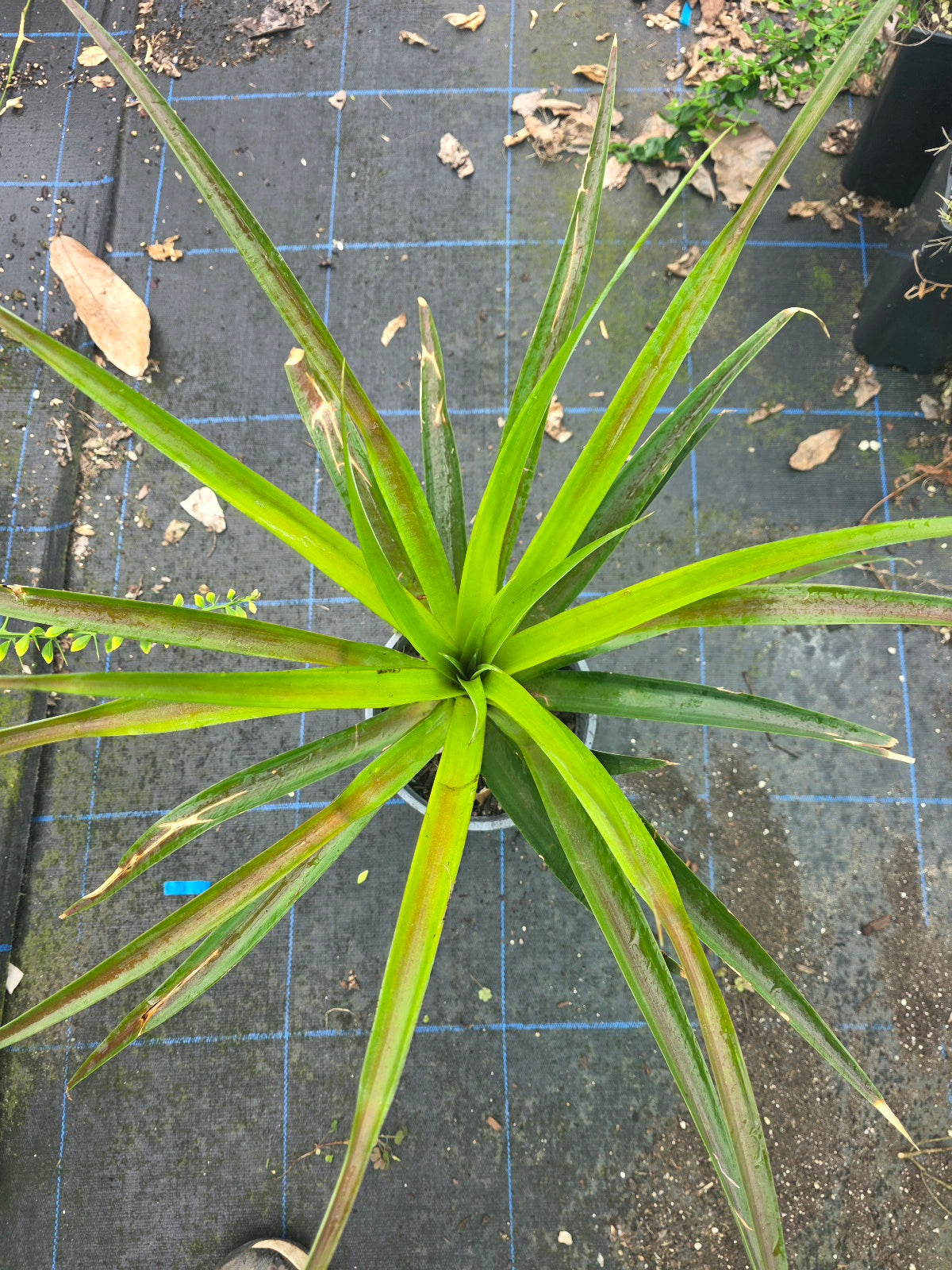 Pineapple - Smooth Cayenne