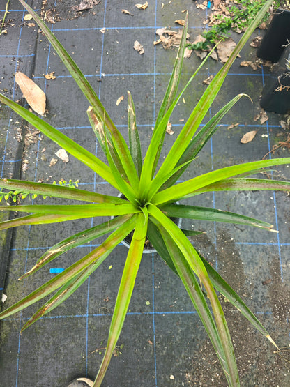 Pineapple - Smooth Cayenne