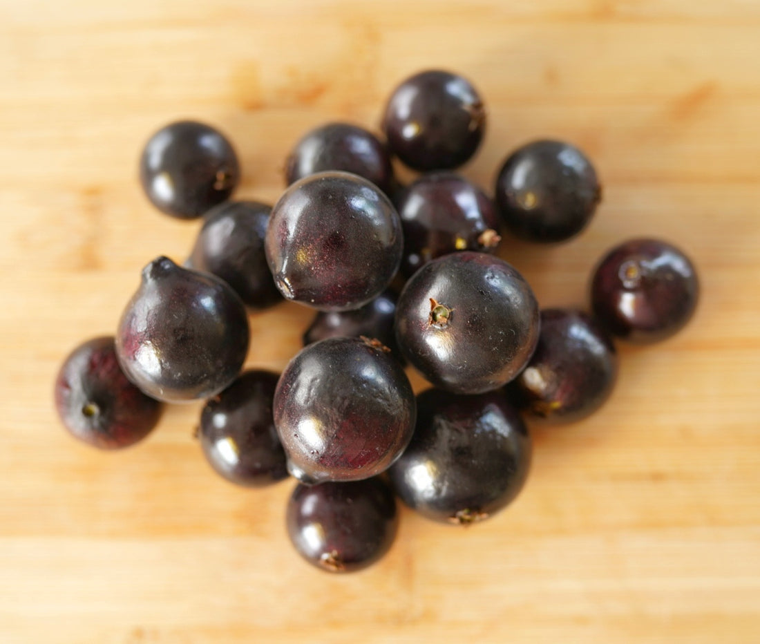 Jaboticaba - Grimal flyingdragonnursery
