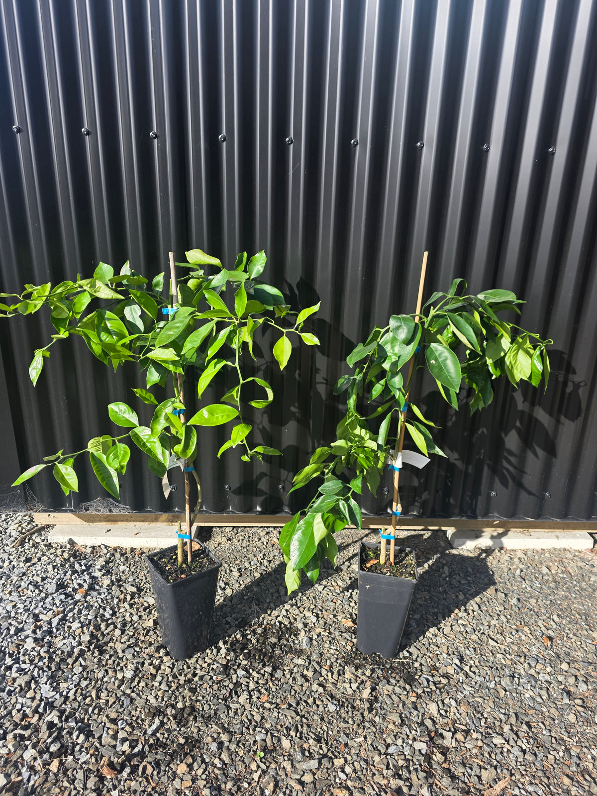 Orange - Cipo ( weeping orange )