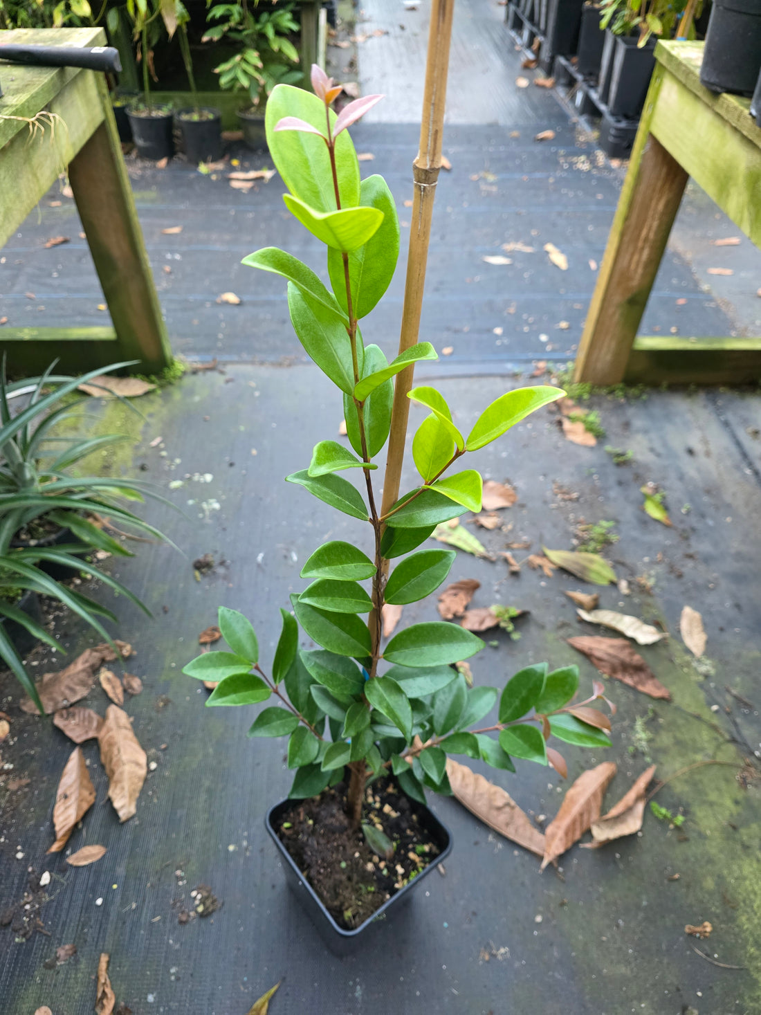 Cedar Bay Cherry