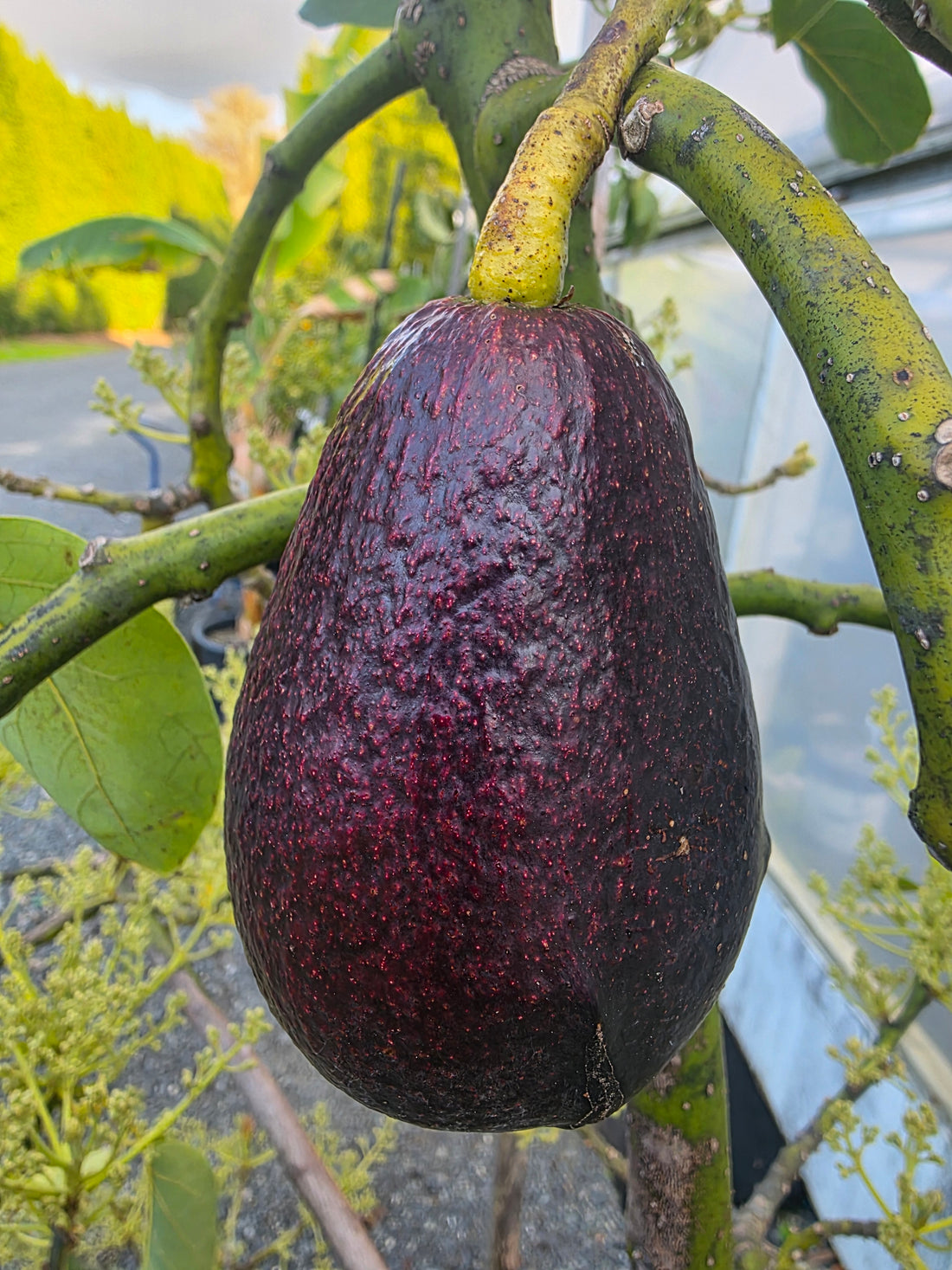 Avocado - Mexicola Grande - Cold hardy - Winter-Spring Ripening flyingdragonnursery