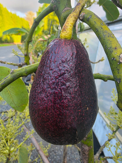 Avocado - Mexicola Grande - Cold hardy - Winter-Spring Ripening flyingdragonnursery