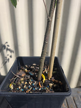 Starfruit, Carambola plant flyingdragonnursery