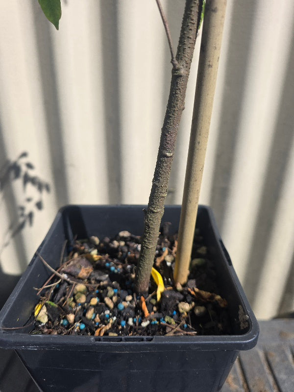 Starfruit, Carambola plant flyingdragonnursery