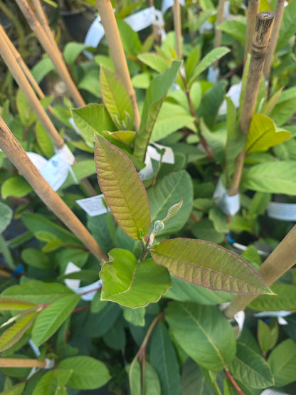 Guava - Vietnamese Giant Seedling