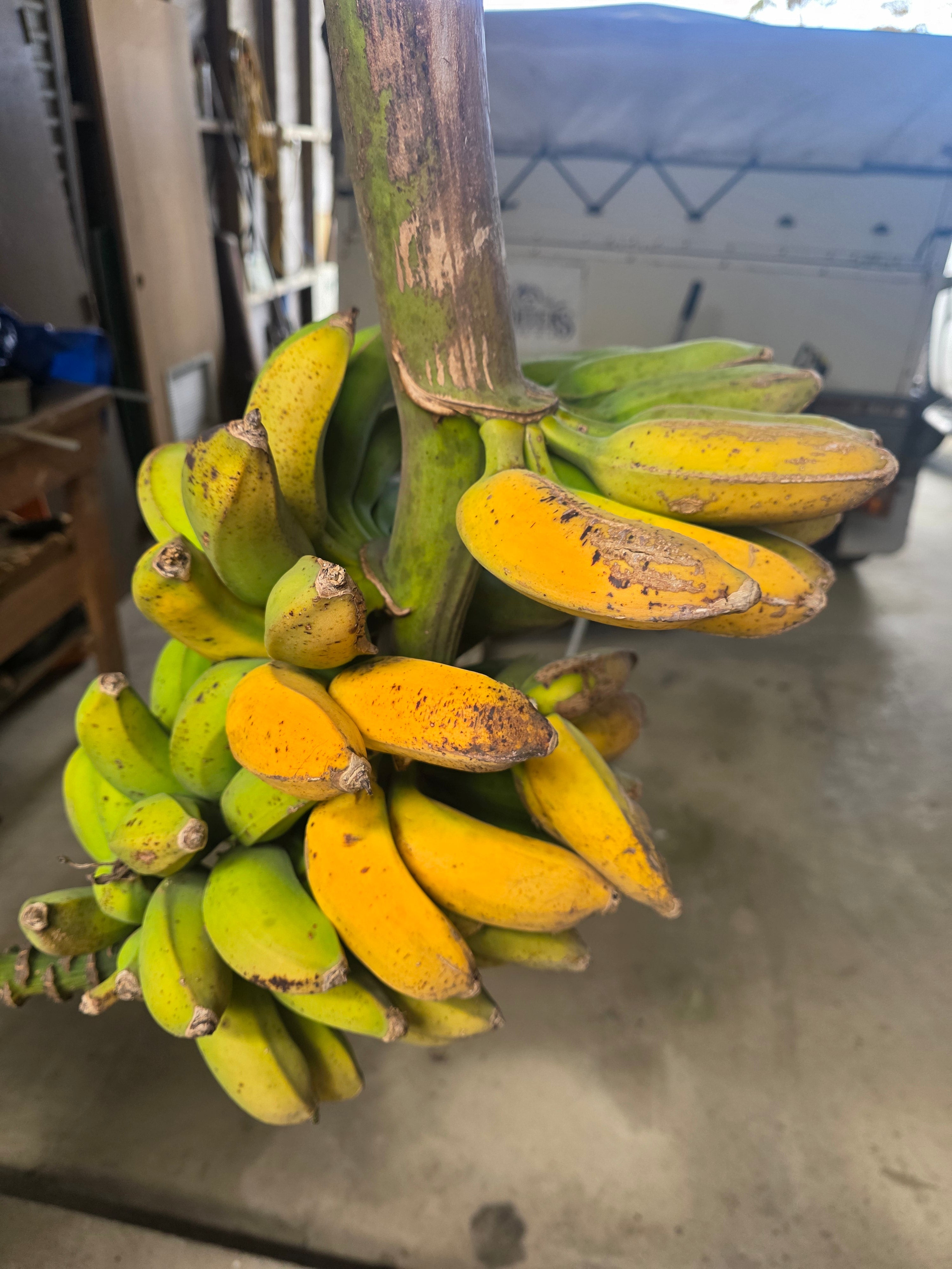 Banana - Pome flyingdragonnursery