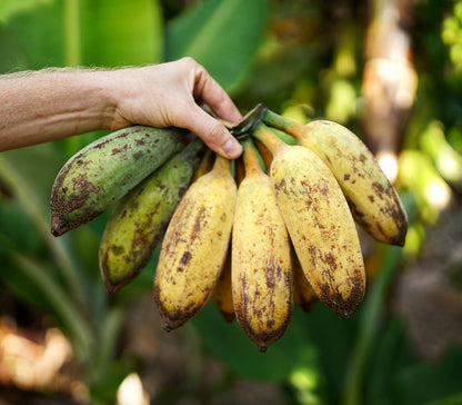 Banana - Blue Java (cold-hardy) flyingdragonnursery