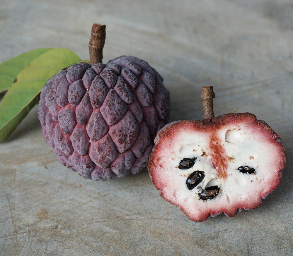 Purple Sugar Apple flyingdragonnursery
