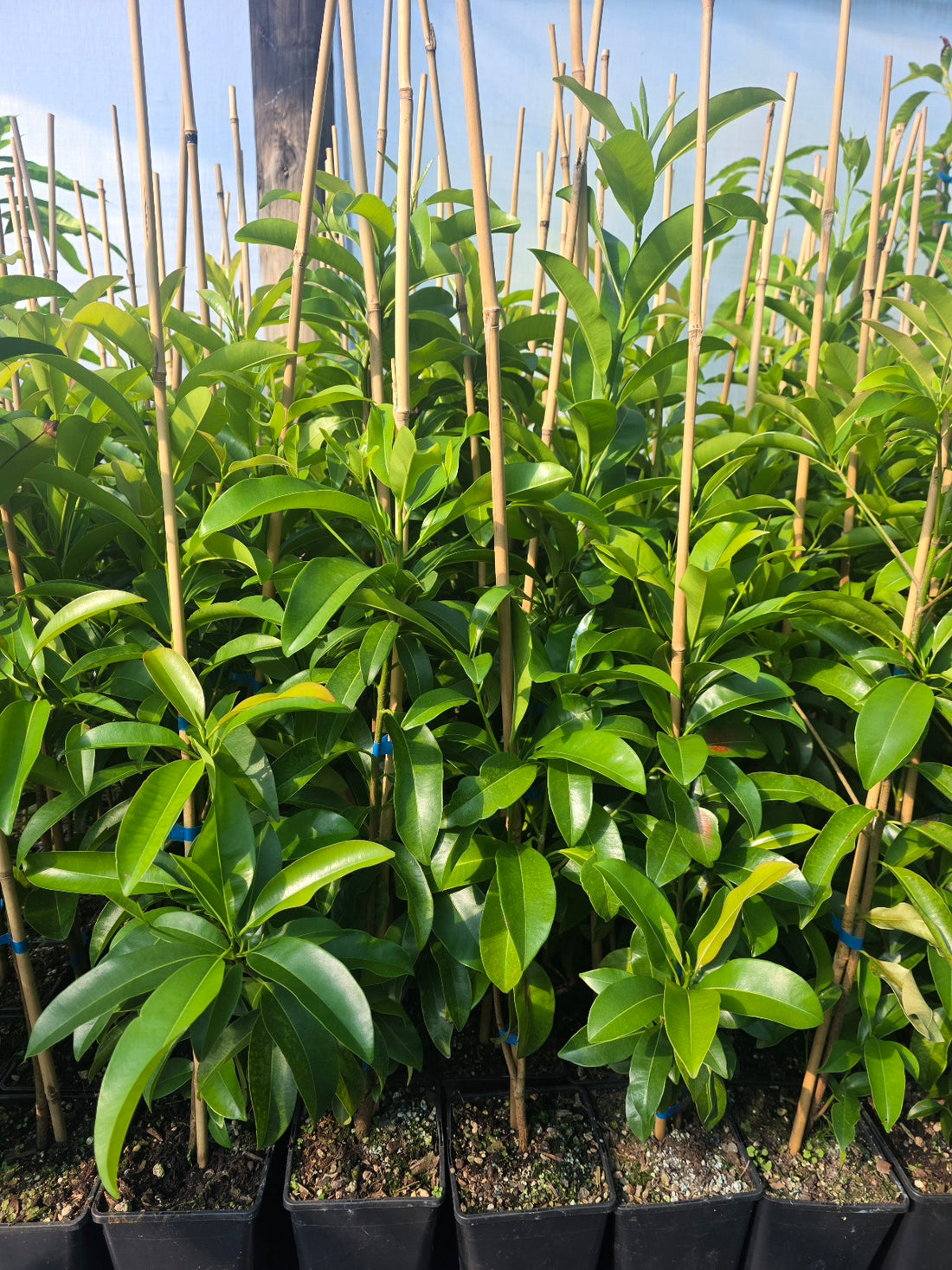 Sapodilla, Chiku Plant flyingdragonnursery