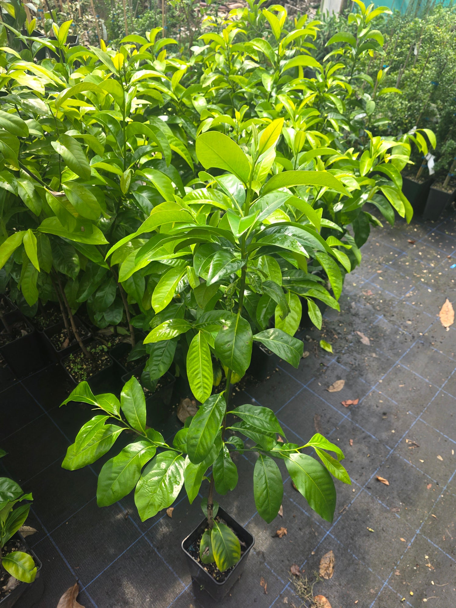 Chocolate Pudding Fruit (Black Sapote) flyingdragonnursery