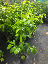 Chocolate Pudding Fruit (Black Sapote) flyingdragonnursery