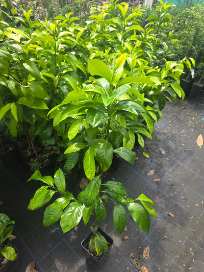 Chocolate Pudding Fruit (Black Sapote) flyingdragonnursery