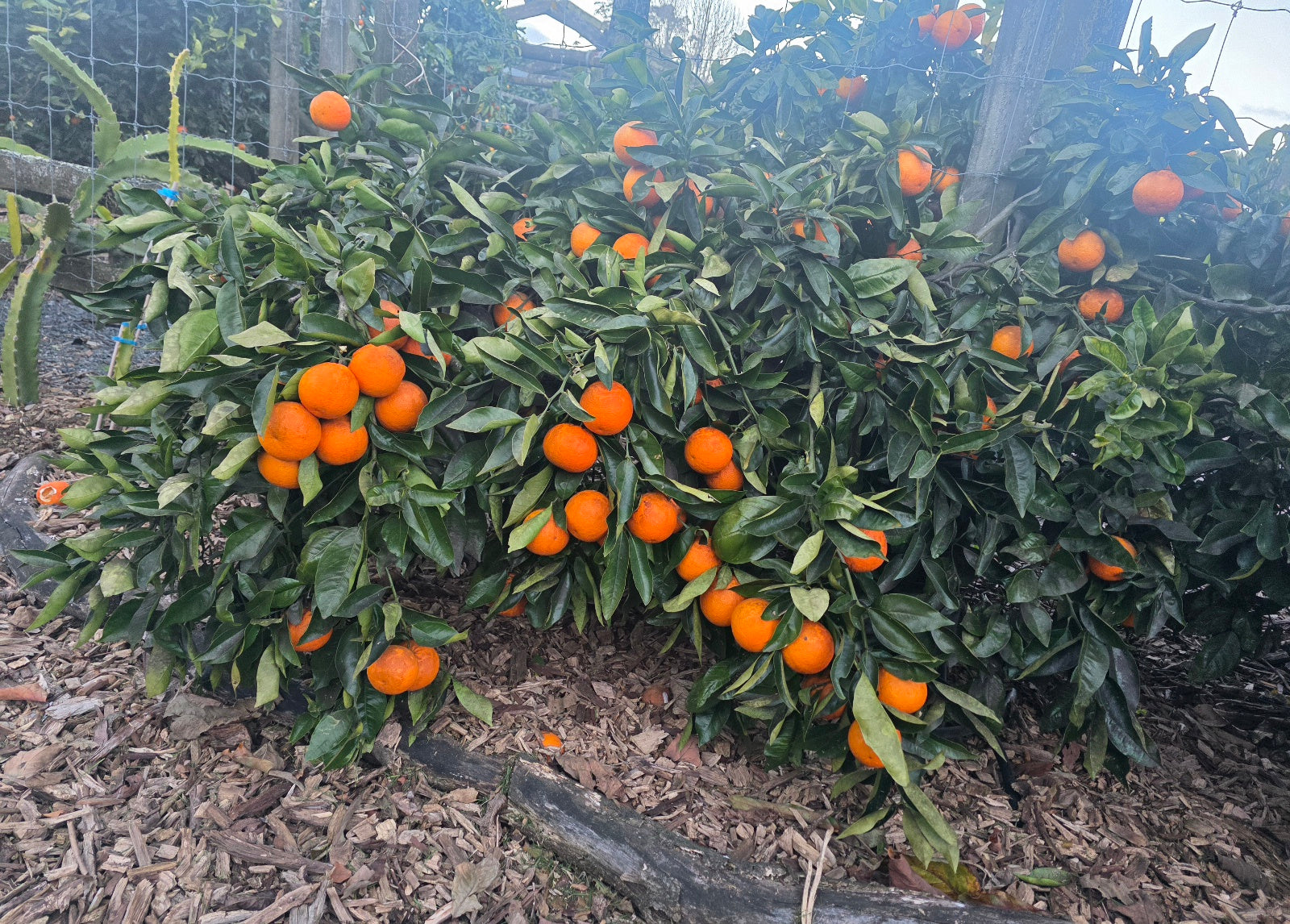 Orange - Cipo ( weeping orange )