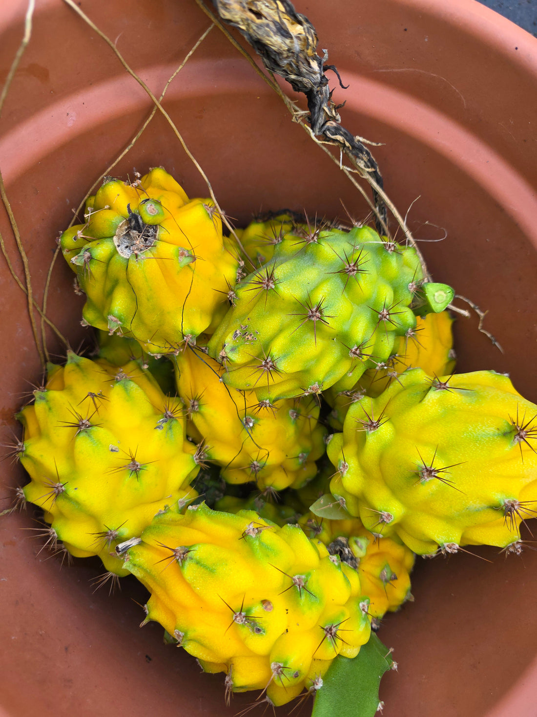 Dragonfruit Yellow (Palora) - Rooted in a pot flyingdragonnursery