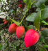 Natal plum flyingdragonnursery