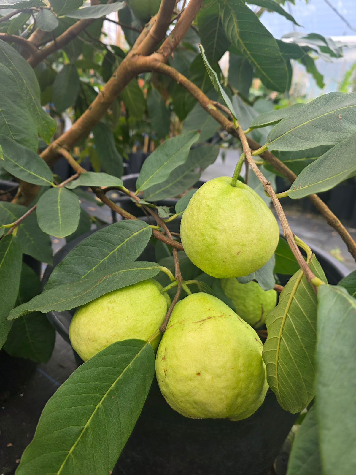 Guava - Vietnamese Giant Seedling