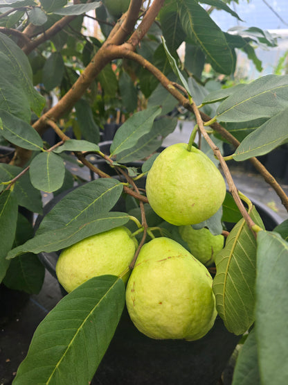 Guava - Vietnamese Giant Seedling