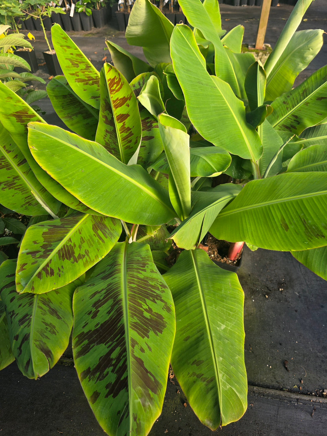 Banana - Dwarf Mons Mari flyingdragonnursery