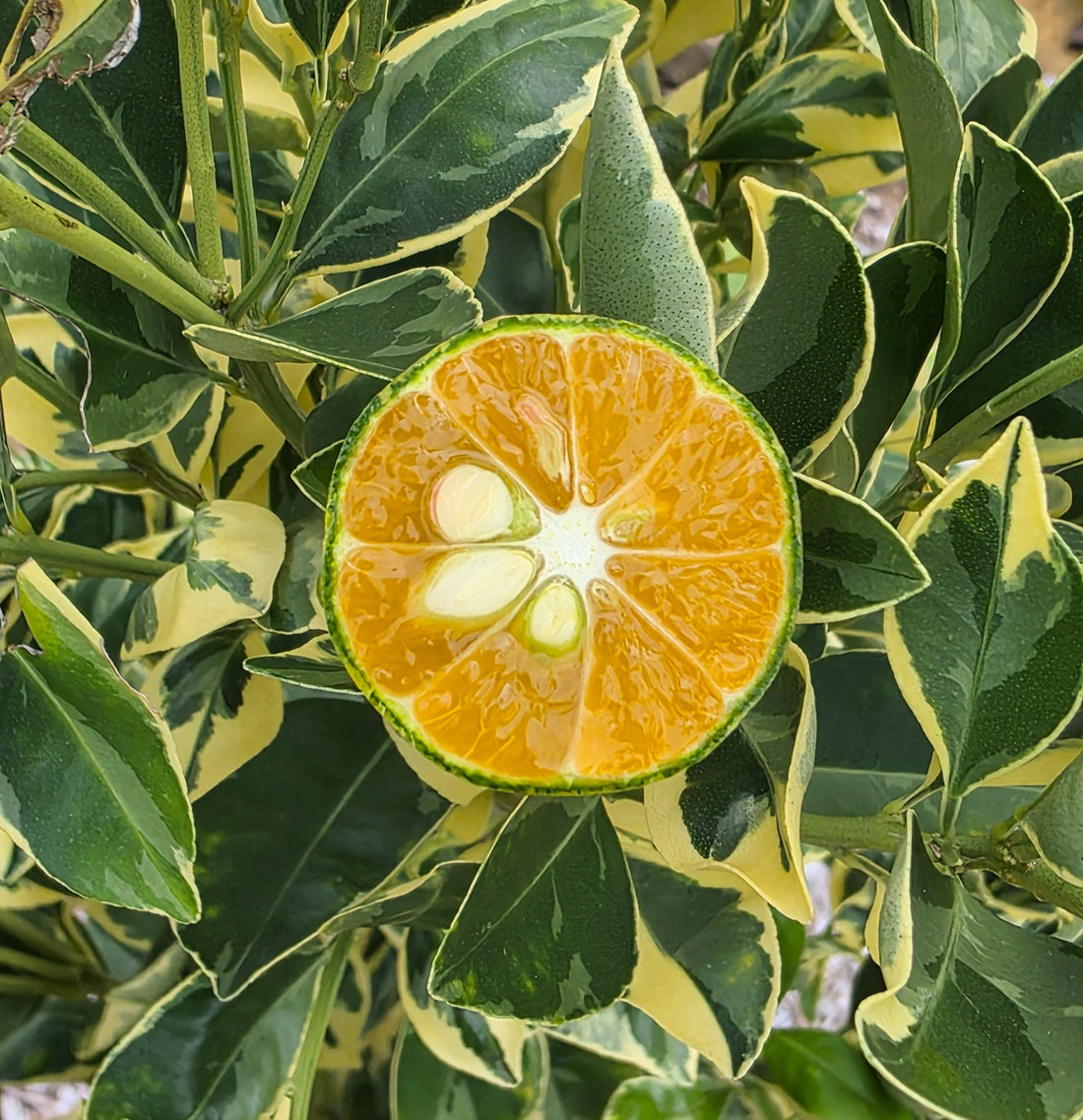 Calamansi - Variegated flyingdragonnursery