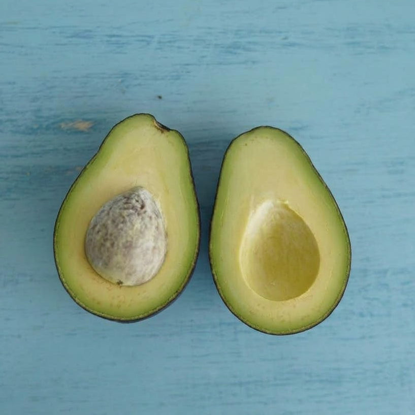 Avocado - Mexicola Grande - Cold hardy - Winter-Spring Ripening
