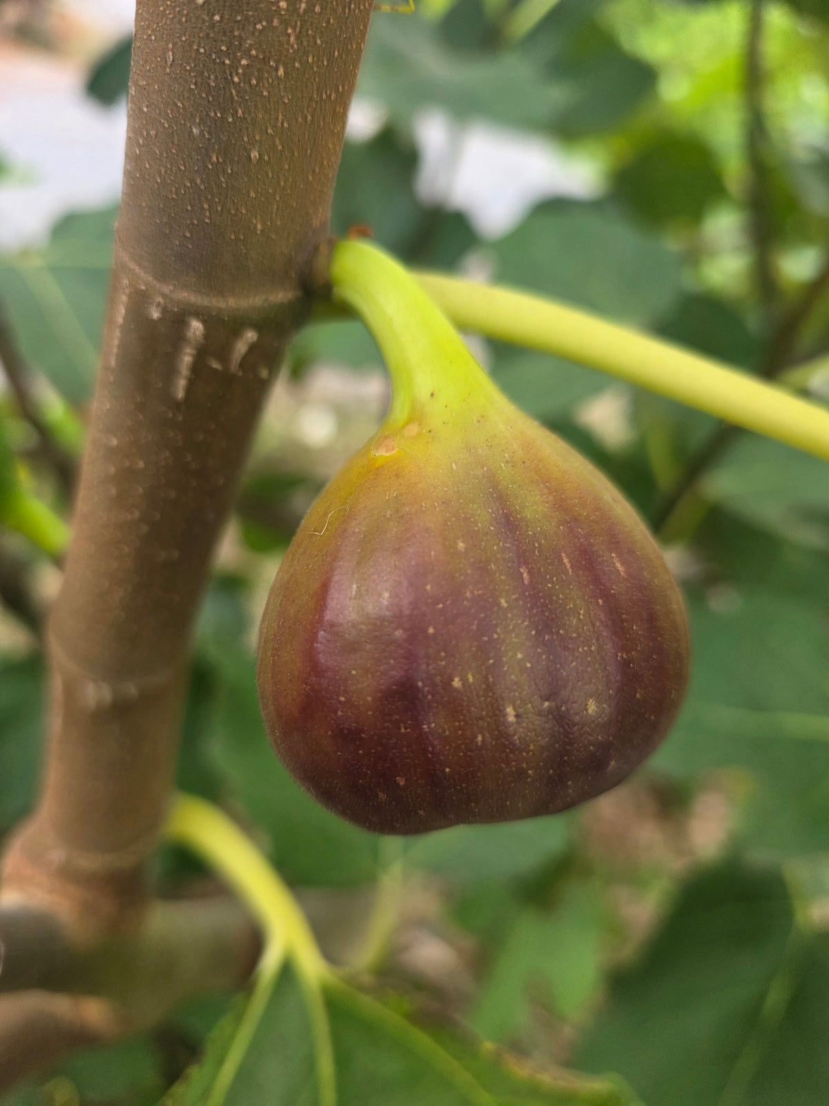Fig - French Sugar flyingdragonnursery