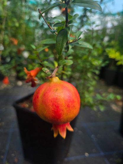 Dwarf Pomegranate - Nana