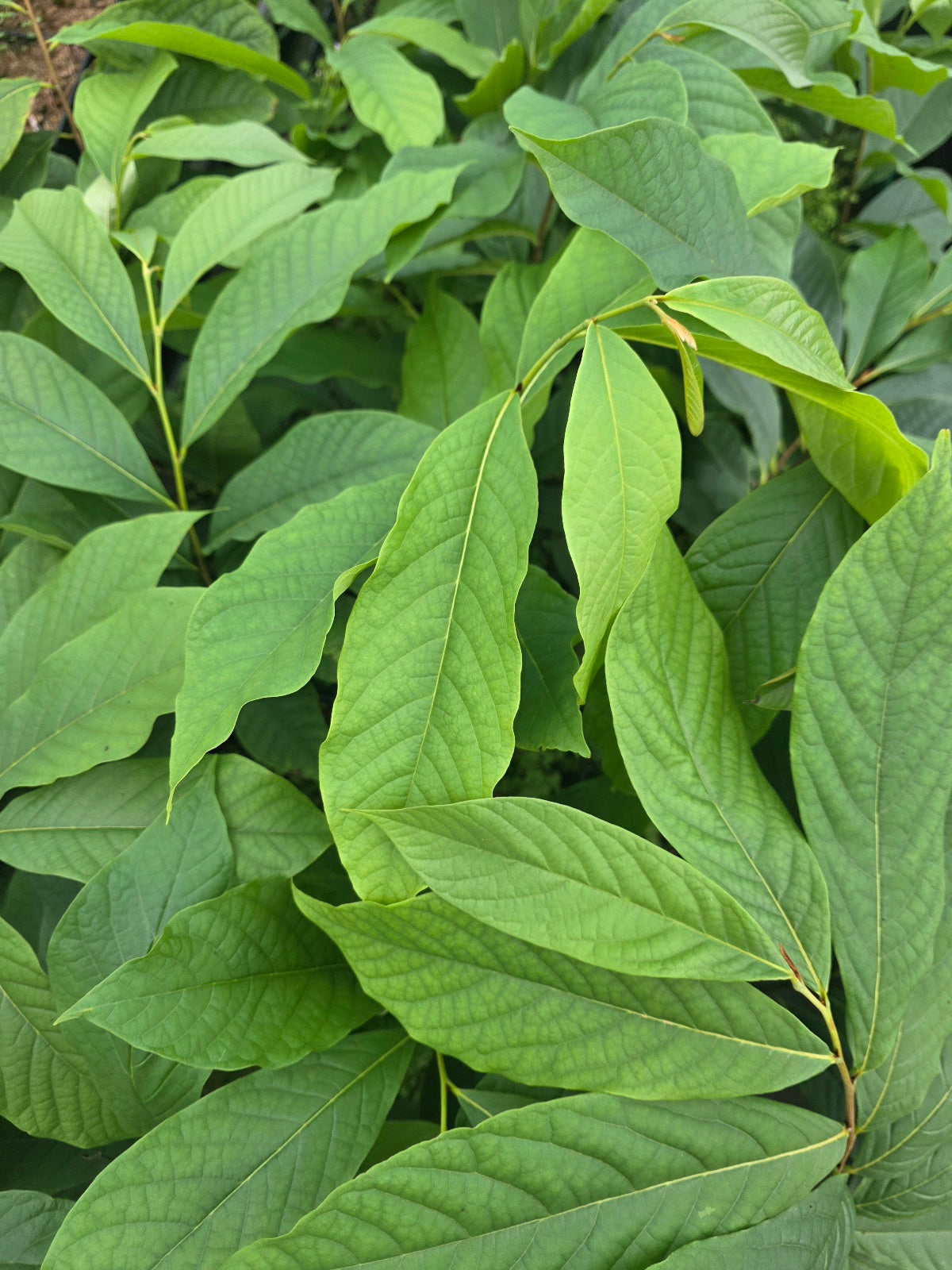 American Pawpaw - Cold Hardy flyingdragonnursery
