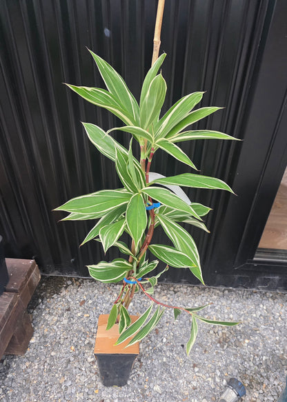 Variegated Spiral Ginger (Rare) flyingdragonnursery