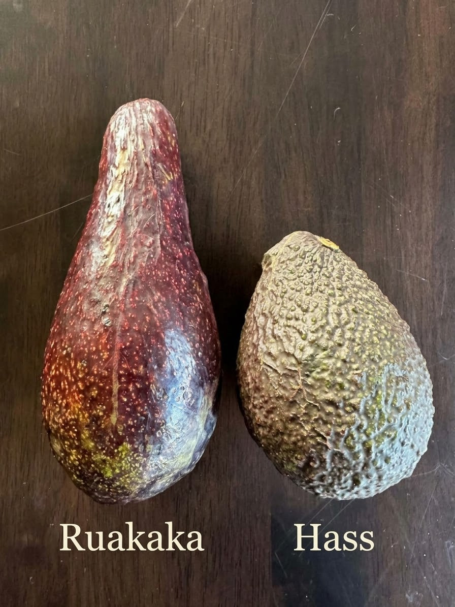Avocado - Ruakaka - Spring ripening