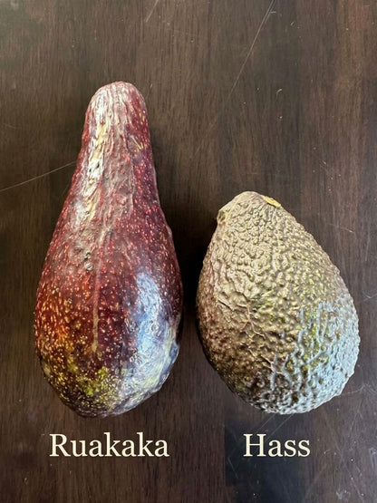 Avocado - Ruakaka - Spring ripening