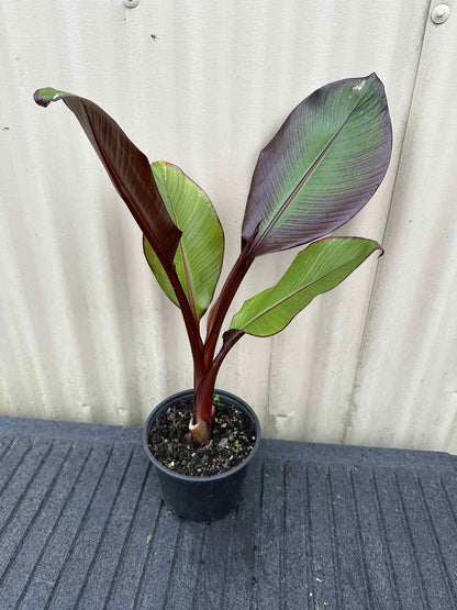 Banana - Red Abyssinian